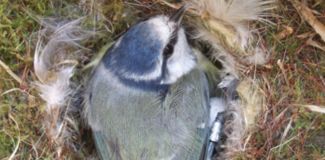 Garden Wildlife