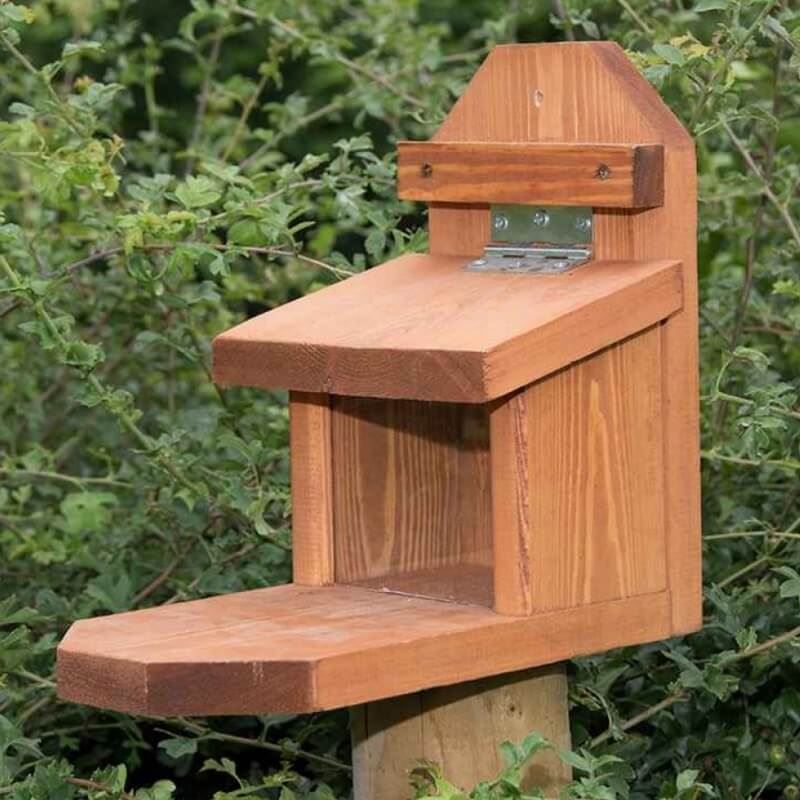 squirrel-feeder